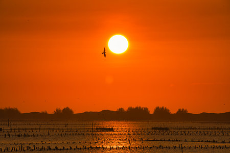 The silhouette of the bird flying in the sky at sunset. The habitat of the Whiskered tern is in the Beimen Wetland, Tainan City, Taiwan.の写真素材