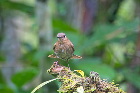 This brown bird(Myiomela leucura) is a female. The shooting location was Xitou National Park, Nantou County, Taiwan.の写真素材