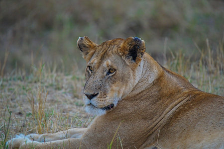 A lion lay resting on the grass. His eyes were still staring into the distance. Large numbers of...