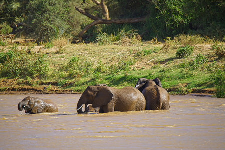 The elephant and the baby are playing in the river. Large numbers of animals migrate to the Masai Mara National Wildlife Refuge in Kenya, Africa. 2016.の写真素材