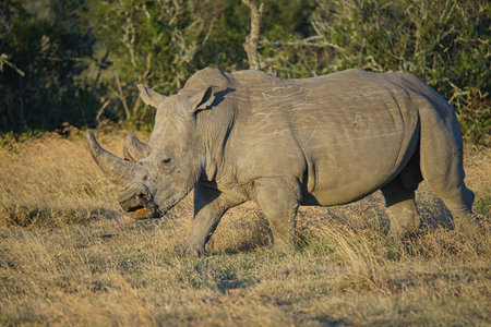 There is a rhino walking on the grass. Large numbers of animals migrate to the Masai Mara National Wildlife Refuge in Kenya, Africa. 2016.の写真素材