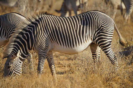 On the prairie, Gervey's zebra bowed its head and ate grass. Large numbers of animals migrate to the Masai Mara National Wildlife Refuge in Kenya, Africa. 2016.の写真素材