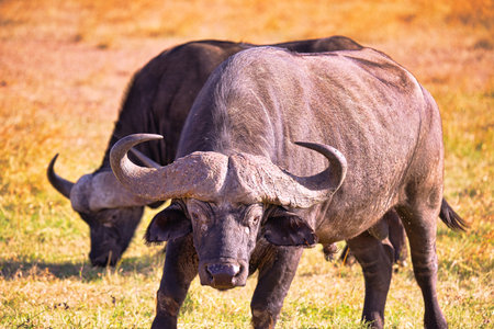 African buffalo stood on the grass, his eyes looking into the camera. Large numbers of animals migrate to the Masai Mara National Wildlife Refuge in Kenya, Africa. 2016.の写真素材