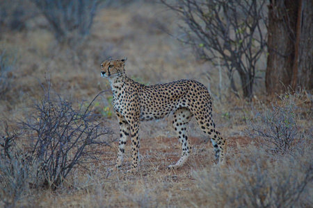 An African cheetah stood on the grass, its eyes staring into the distance. Large numbers of animals migrate to the Masai Mara National Wildlife Refuge in Kenya, Africa. 2016.の写真素材