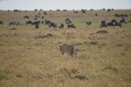 There was a lion on the prairie, bowing its head in preparation for hunting. Large numbers of animals migrate to the Masai Mara National Wildlife Refuge in Kenya, Africa. 2016.の写真素材