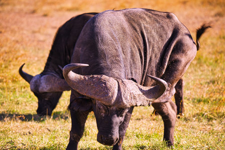 The African buffalo stood on the grass, with huge horns in front. Large numbers of animals migrate to the Masai Mara National Wildlife Refuge in Kenya, Africa. 2016.の写真素材
