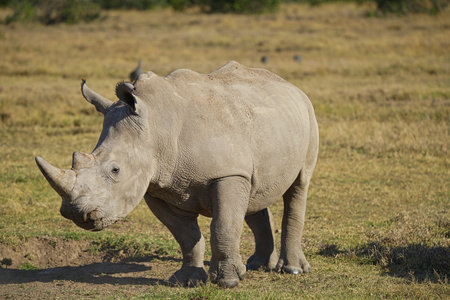 A rhinoceros stood on the grass, basking in the sun. Large numbers of animals migrate to the Masai Mara National Wildlife Refuge in Kenya, Africa. 2016.の写真素材
