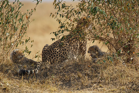 A cheetah mother and two cubs rest on the grass. One of the cubs is yawning. Large numbers of animals migrate to the Masai Mara National Wildlife Refuge in Kenya, Africa. 2016.の写真素材