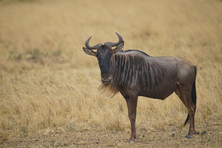 A full-body The antelope(Wildebeest) stood on the dry grass. Large numbers of animals migrate to the Masai Mara National Wildlife Refuge in Kenya, Africa. 2016.の写真素材