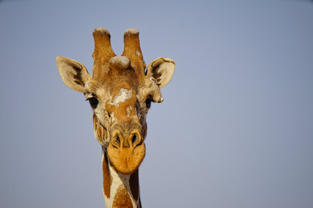 A close-up of an African giraffe's head. Large numbers of animals migrate to the Masai Mara National Wildlife Refuge in Kenya, Africa. 2016.の写真素材