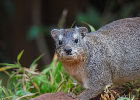 The  Rock Hyrax(Cape Hyrax) gazed at the camera with both eyes. Large numbers of animals migrate to the Masai Mara National Wildlife Refuge in Kenya, Africa. 2016.の写真素材