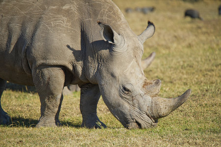 There is a rhino on the grass eating grass. Large numbers of animals migrate to the Masai Mara National Wildlife Refuge in Kenya, Africa. 2016.の写真素材