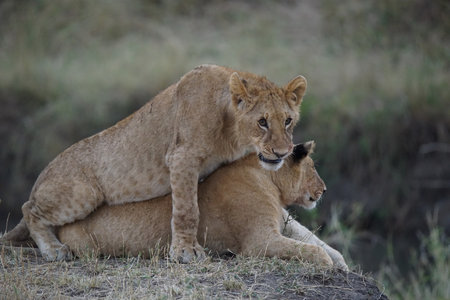 Two African lions rest on the grass. One lion lay on the back of the other. Large numbers of animals migrate to the Masai Mara National Wildlife Refuge in Kenya, Africa. 2016.の写真素材