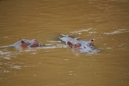 Hippos swim in rivers, only their heads surface. Large numbers of animals migrate to the Masai Mara National Wildlife Refuge in Kenya, Africa. 2016.の写真素材