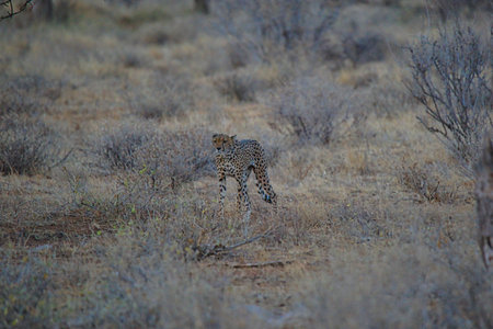 An African cheetah stood on the grass, its eyes staring into the distance. Large numbers of animals migrate to the Masai Mara National Wildlife Refuge in Kenya, Africa. 2016.の写真素材