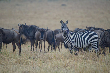 On the grassland, a zebra stands in front of the antelope(Wildebeest). Large numbers of animals migrate to the Masai Mara National Wildlife Refuge in Kenya, Africa. 2016.の写真素材