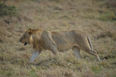 A lion on the grassland, waiting for the chance to prepare for the hunt. Large numbers of animals migrate to the Masai Mara National Wildlife Refuge in Kenya, Africa. 2016.の写真素材