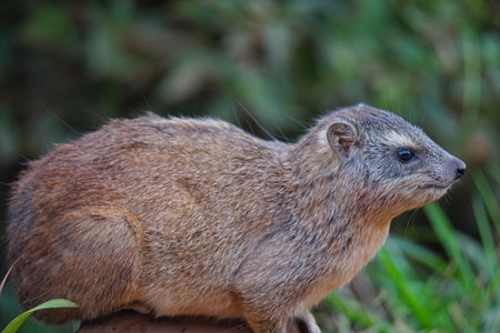 The The  Rock Hyrax(Cape Hyrax) lay on the stone. The brown fur looks lovely. Large numbers of animals migrate to the Masai Mara National Wildlife Refuge in Kenya, Africa. 2016.の写真素材