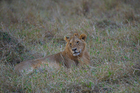A lion lay resting on the grass. Large numbers of animals migrate to the Masai Mara National Wildlife Refuge in Kenya, Africa. 2016.の写真素材