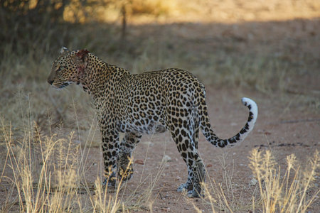 The leopard's eyes gazed into the distance, its tail curled up. Large numbers of animals migrate to the Masai Mara National Wildlife Refuge in Kenya, Africa. 2016.の写真素材