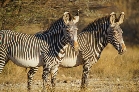 In the sun, two Two zebras stood on the grass. Large numbers of animals migrate to the Masai Mara National Wildlife Refuge in Kenya, Africa. 2016.の写真素材