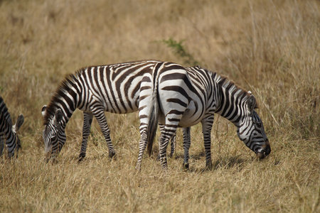 Three zebras bowing their heads and eating grass. Large numbers of animals migrate to the Masai Mara National Wildlife Refuge in Kenya, Africa. 2016.の写真素材