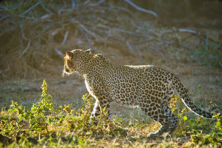 In the morning sun, the leopard stood on the grass ready to hunt. Large numbers of animals migrate to the Masai Mara National Wildlife Refuge in Kenya, Africa. 2016.の写真素材