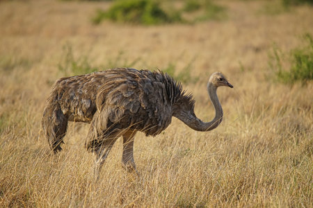 There is a brown feathered female ostrich on the grass. Large numbers of animals migrate to the Masai Mara National Wildlife Refuge in Kenya, Africa. 2016.の写真素材