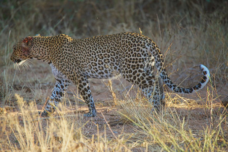 A leopard walking on the grass. It was bleeding from an ear injury. Large numbers of animals migrate to the Masai Mara National Wildlife Refuge in Kenya, Africa. 2016.の写真素材