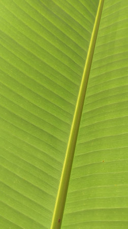 Bananas in Taiwan have bright green leaves. Suitable for use as background, material, texture, etc.の写真素材