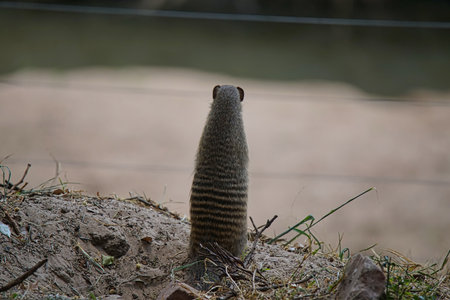African Dwarf Mongoose standing on two legs. Gazing at the lake. Large numbers of animals migrate to the Masai Mara National Wildlife Refuge in Kenya, Africa. 2016.の写真素材