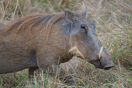 The warthog (Phacochoerus africanus) play on the grass. It has two sharp fangs. Large numbers of animals migrate to the Masai Mara National Wildlife Refuge in Kenya, Africa. 2016.の写真素材