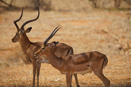 Two African male impalas standing on the yellow grass. Both have horns. Large numbers of animals migrate to the Masai Mara National Wildlife Refuge in Kenya, Africa. 2016.の写真素材