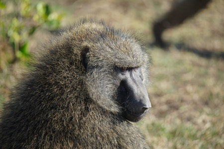 The olive baboon looked down at the grass. It's like a person is thinking. Large numbers of animals migrate to the Masai Mara National Wildlife Refuge in Kenya, Africa. 2016.の写真素材