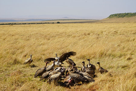 A group of white-backed vultures competed for animal carcasses on the grass. Large numbers of animals migrate to the Masai Mara National Wildlife Refuge in Kenya, Africa. 2016.の写真素材