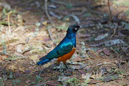 A Superb starling is standing on the land. Close-up portrait of its whole body. Large numbers of animals migrate to the Masai Mara National Wildlife Refuge in Kenya, Africa. 2016.の写真素材