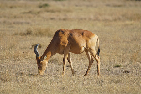 The African Hartebeest eats grass in the sun. Its fur is yellowish-brown. Large numbers of animals migrate to the Masai Mara National Wildlife Refuge in Kenya, Africa. 2016.の写真素材