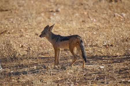 A Black-backed Jackal is standing on the hayfield. It stares into the distance. Large numbers of animals migrate to the Masai Mara National Wildlife Refuge in Kenya, Africa. 2016.の写真素材