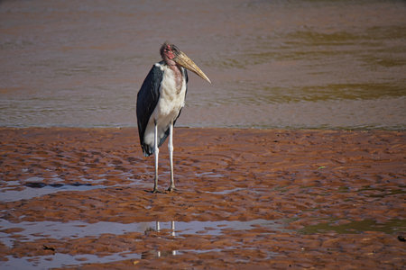 The marabou stork (Leptoptilos crumenifer) stood on the wetland. Red neck. Large numbers of animals migrate to the Masai Mara National Wildlife Refuge in Kenya, Africa. 2016.の写真素材
