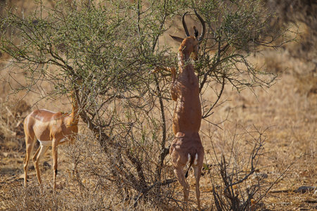 Gerenuks (Litocranius walleri) are eating leaves. One of them stood on two legs. Large numbers of animals migrate to the Masai Mara National Wildlife Refuge in Kenya, Africa. 2016.の写真素材