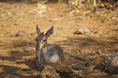Little Grant's Gazelle sits on the grass in the shade of the trees. Large numbers of animals migrate to the Masai Mara National Wildlife Refuge in Kenya, Africa. 2016.の写真素材