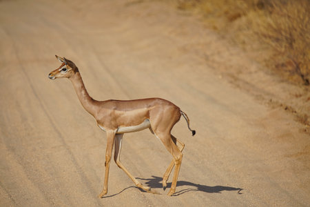 Female Gerenuk is walking on the loess road. Its profile and full-body portrait. Large numbers of animals migrate to the Masai Mara National Wildlife Refuge in Kenya, Africa. 2016.の写真素材
