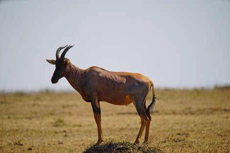 A male Topi (Damaliscus lunatus or Common tsessebe) standing on the grassland. Large numbers of animals migrate to the Masai Mara National Wildlife Refuge in Kenya, Africa. 2016.の写真素材