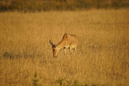 The African Hartebeest eats grass in the sun. Its fur is yellowish-brown. Large numbers of animals migrate to the Masai Mara National Wildlife Refuge in Kenya, Africa. 2016.の写真素材