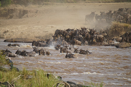 Many African Wildebeests (Gnu) migrate. They cross the Mara river. some death. Large numbers of animals migrate to the Masai Mara National Wildlife Refuge in Kenya, Africa. 2016.の写真素材