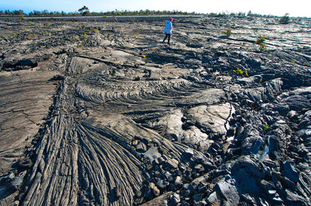 There are some vigorous plants on the black lava geology. View of Volcanoes National Park, Lcated on...