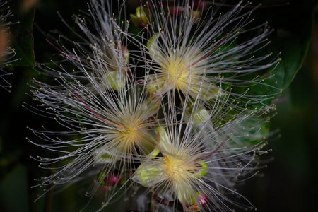 Barringtonia racemosa or powder puff tree flower at night. Strings of flowers hang from the trees...