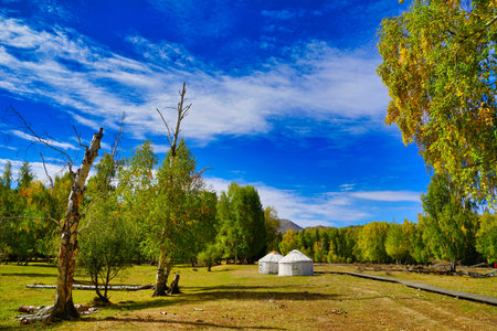 Yurt. A nomad's tent. Dwelling inhabited in action life. Pitching on the grass. Picturesque natural...