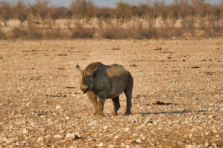 A rhino with a wet body, standing on the yellow gravel plain.の写真素材