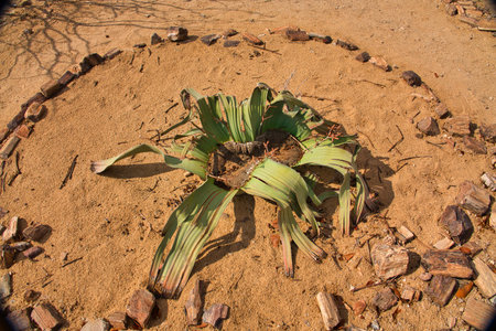 Welwitschia Mirabilis is an endemic plant of the Namibia and Namib deserts.の写真素材